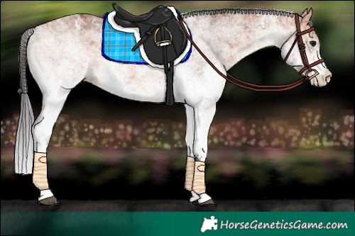 Horse Color:White Spotted Bay 