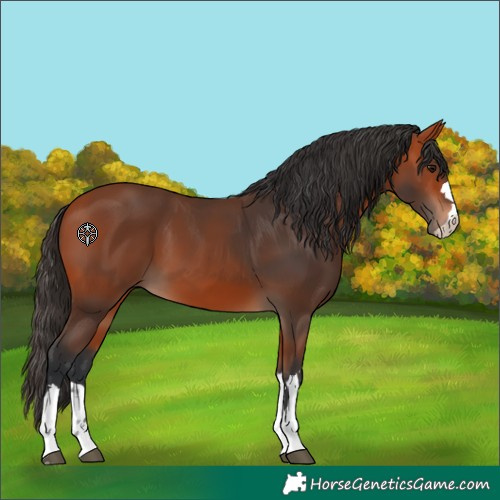Horse Color:Bay 