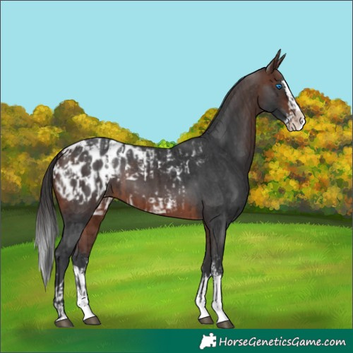 Horse Color:Brown Sabino Splash Appaloosa  and Brown Sabino Splash Appaloosa 
