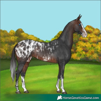Horse Color:Brown Sabino Splash Appaloosa  and Brown Sabino Splash Appaloosa 