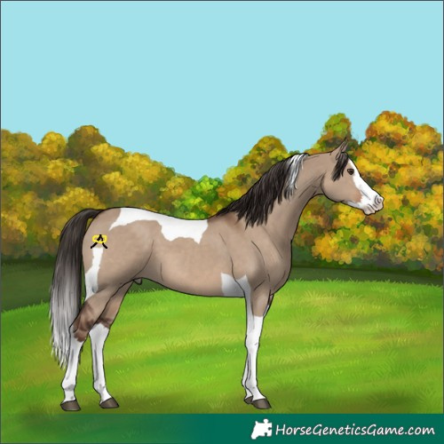 Horse Color:White Spotted Liver Red Dun Splash Tobiano 