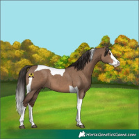Horse Color:White Spotted Liver Red Dun Splash Tobiano 