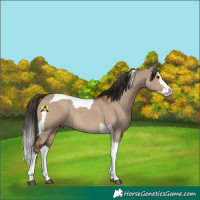 Horse Color:White Spotted Liver Red Dun Splash Tobiano