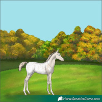 Horse Color:Smoky Creme Tobiano Appaloosa 
