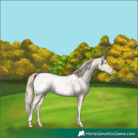 Horse Color:Smoky Creme Tobiano Blanket 