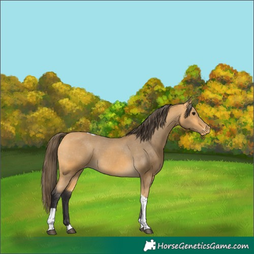 Horse Color:Buckskin Tobiano Varnish 