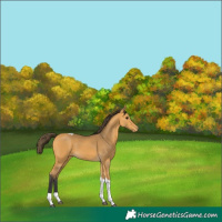 Horse Color:Buckskin Tobiano Appaloosa 