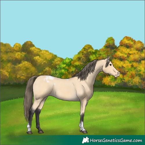 Horse Color:Buckskin Tobiano Varnish 