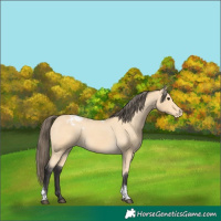 Horse Color:Buckskin Tobiano Varnish 
