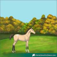 Horse Color:Buckskin Tobiano Appaloosa 