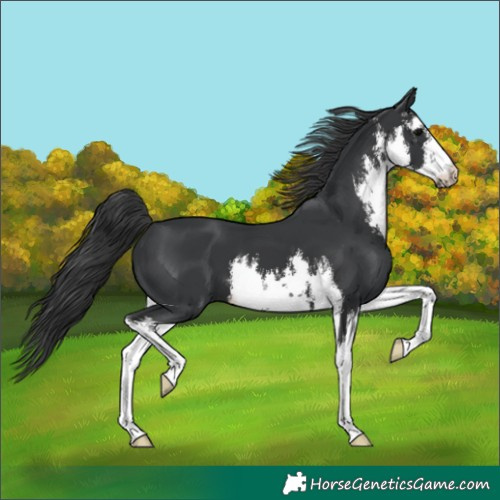 Horse Color:White Spotted Black