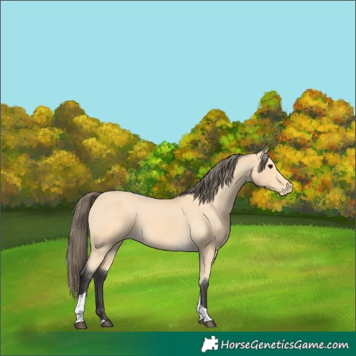 Horse Color:Buckskin Tobiano Varnish 