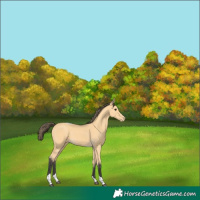 Horse Color:Buckskin Tobiano Appaloosa 