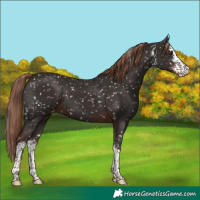 Horse Color:White Spotted Liver Chestnut Snowflake Varnish 