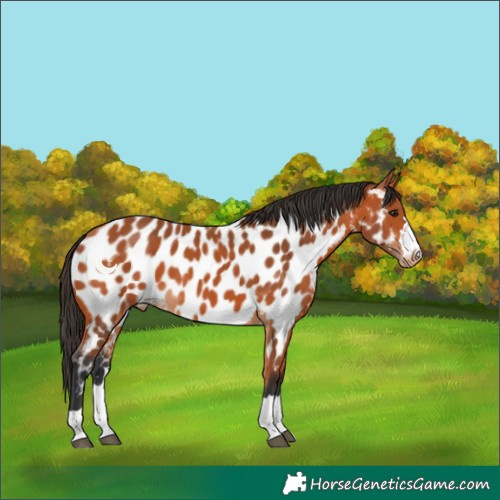 Horse Color:Bay Appaloosa 