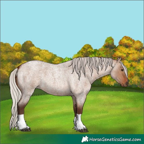 Horse Color:Silver Bay Roan Dun Tobiano Rabicano 