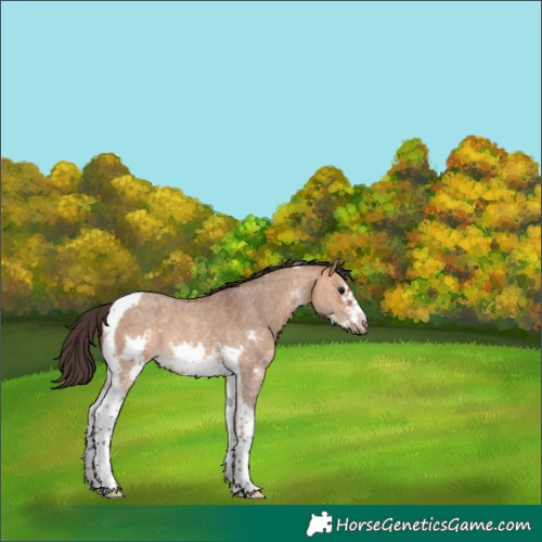 Horse Color:Bay Dun Sabino Tobiano Frame Rabicano 