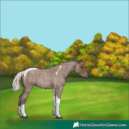 Horse Color:Silver Blue Roan Tobiano Rabicano 