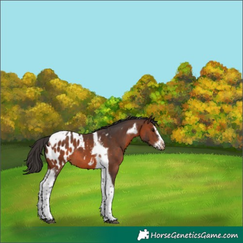 Horse Color:Brown Splash Tobiano Frame Blanket Rabicano 