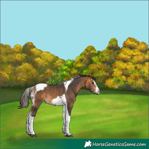 Horse Color:Buckskin Splash Tobiano Frame Rabicano 