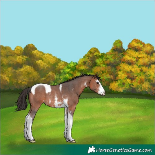 Horse Color:Unknown 