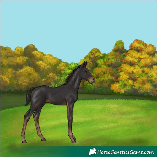 Horse Color:White Spotted Liver Chestnut 