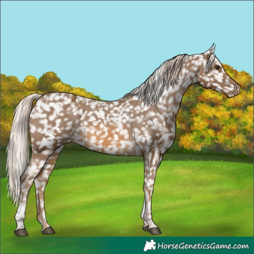 Horse Color:White Spotted Chocolate Palomino Tobiano Snowflake Varnish 