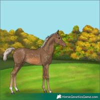 Horse Color:White Spotted Chocolate Palomino Tobiano Appaloosa 