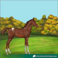 Horse Color:Chestnut Tobiano Appaloosa 