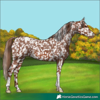 Horse Color:Chestnut Tobiano Snowflake Varnish