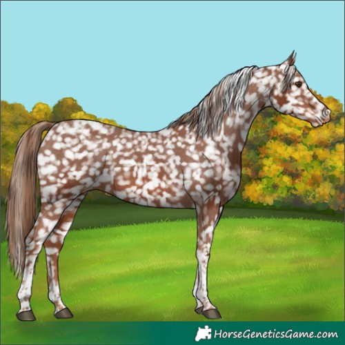 Horse Color:Chestnut Tobiano Snowflake Varnish 
