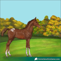 Horse Color:Chestnut Tobiano Appaloosa