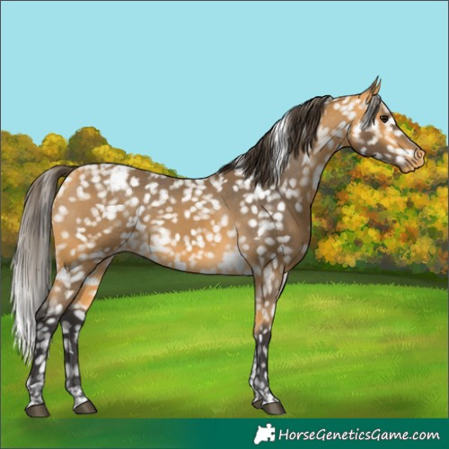 Horse Color:Buckskin Tobiano Snowflake Varnish