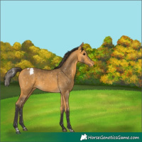Horse Color:Buckskin Tobiano Appaloosa