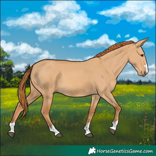 Horse Color:Red Dun 