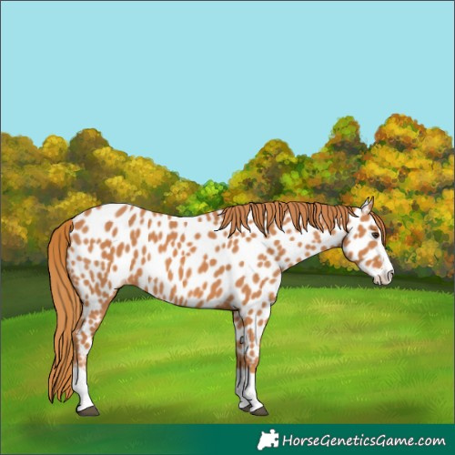 Horse Color:Chestnut Splash Appaloosa