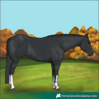 Horse Color:White Spotted Black 