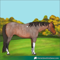 Horse Color:Bay Roan Tobiano