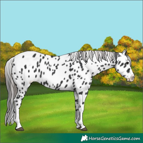 Horse Color:Black Splash Appaloosa 