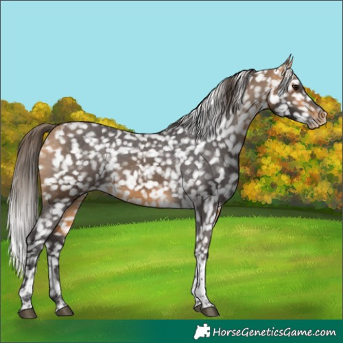 Horse Color:Buckskin Tobiano Snowflake Varnish 