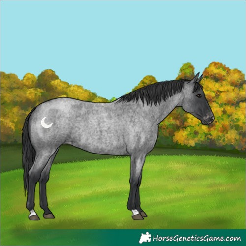 Horse Color:Blue Roan Varnish