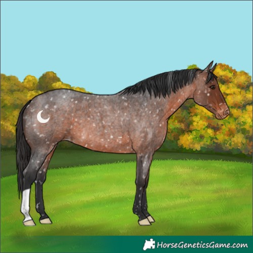 Horse Color:Brown Roan Snowflake Varnish