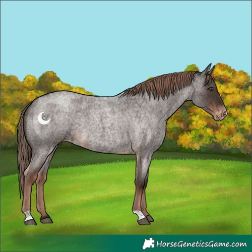 Horse Color:Liver Red Roan Varnish 