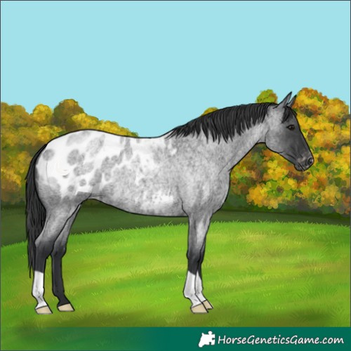 Horse Color:Blue Roan Blanket