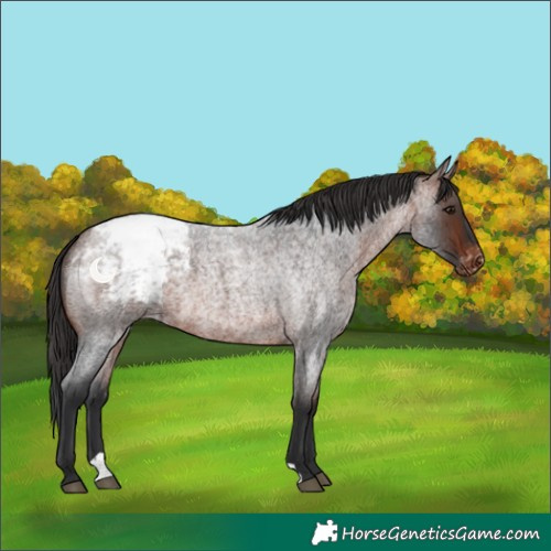 Horse Color:Bay Roan Snowcap 