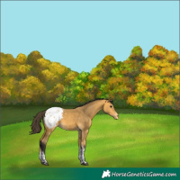 Horse Color:Buckskin Tobiano Appaloosa