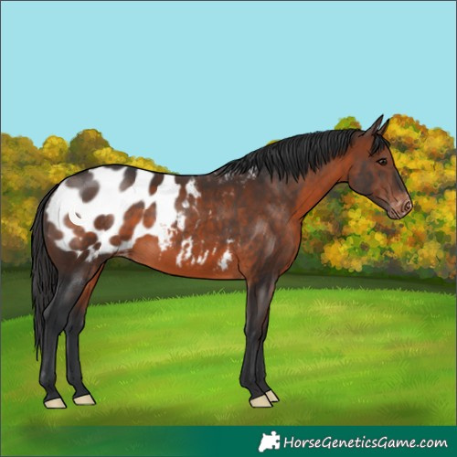Horse Color:Brown Blanket 