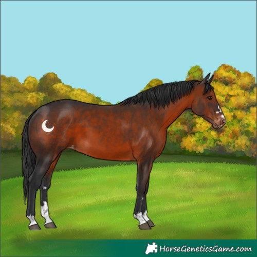 Horse Color:Brown Appaloosa 