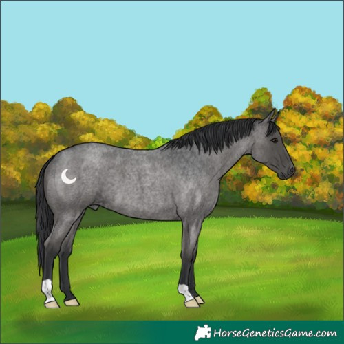Horse Color:Blue Roan