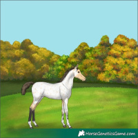 Horse Color:Buckskin Tobiano Appaloosa 